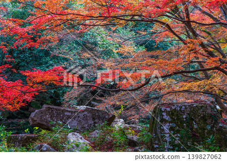 Gokei Gorge: Late Autumn Scenery - Autumn Leaves and Giant Rocks 1, Soja City, Okayama Prefecture Gokei Gorge: Late Autumn Scenery - Autumn Leaves and Giant Rocks 1, Soja City, Okayama Prefecture 139827062
