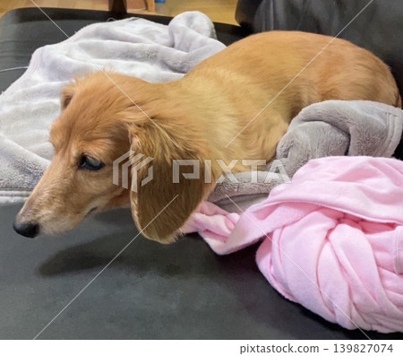 Staring miniature dachshund 139827074