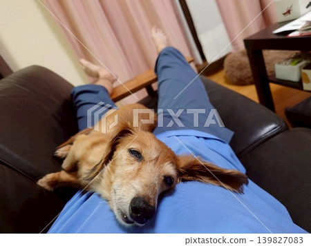 A miniature dachshund relaxing on its daddy's back. A miniature dachshund relaxing on its daddy's back. 139827083