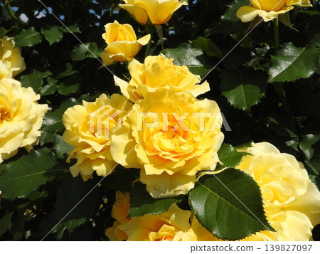 A large, voluminous yellow flower called "Tsuru Gold Bunny" A large, voluminous yellow flower called "Tsuru Gold Bunny" 139827097