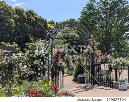 Roses at Tama Central Park Green Live Center Roses at Tama Central Park Green Live Center 139827104