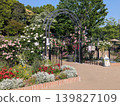 塔瑪中央公園綠地生活中心的玫瑰 139827109