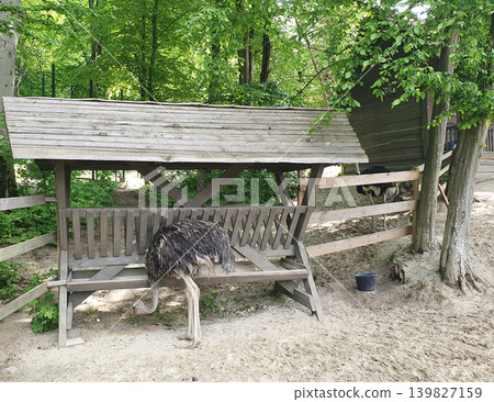 Ostrich Feeding in Rustic Zoo Enclosure Surrounded by Trees Ostrich Feeding in Rustic Zoo Enclosure Surrounded by Trees 139827159