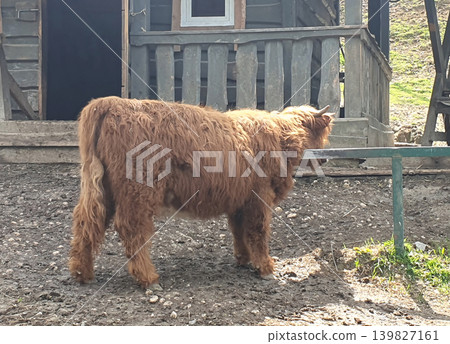 Shaggy Highland Cattle Standing in Rustic Farmyard Shaggy Highland Cattle Standing in Rustic Farmyard 139827161