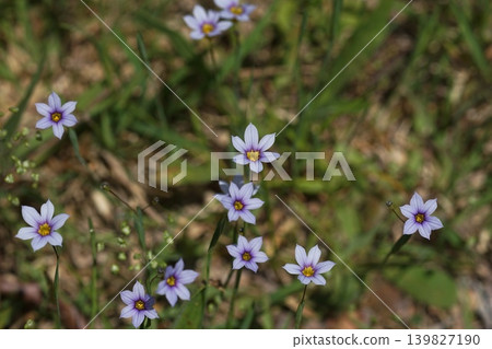 淡紫色小野花；五月，稻木443，藍眼草（Sisyrinchium angustifolium），鳶尾科，平尾 139827190