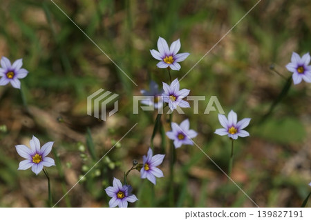 淡紫色小野花；五月，稻木444，藍眼草（Sisyrinchium angustifolium），鳶尾科，平尾 139827191
