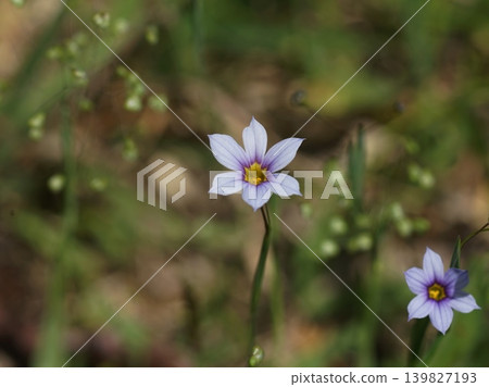 淡紫色小野花；五月，稻木446，藍眼草（Sisyrinchium angustifolium），鳶尾科，平尾 139827193