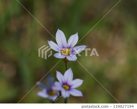 淡紫色小野花；五月，稻木447，藍眼草（Sisyrinchium angustifolium），鳶尾科，平尾 139827194