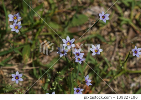 淡紫色小野花；五月，稻木449，藍眼草（Sisyrinchium angustifolium），鳶尾科，平尾 139827196