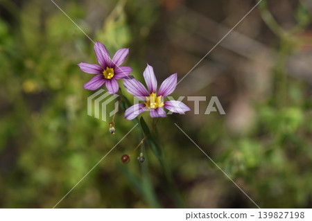淡紫色小野花；五月，稻木451，藍眼草（Sisyrinchium angustifolium），鳶尾科，平尾 139827198