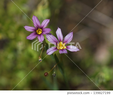 小型淡紫色野花；五月，稻木452，藍眼草（Sisyrinchium angustifolium），鳶尾科，平尾 139827199