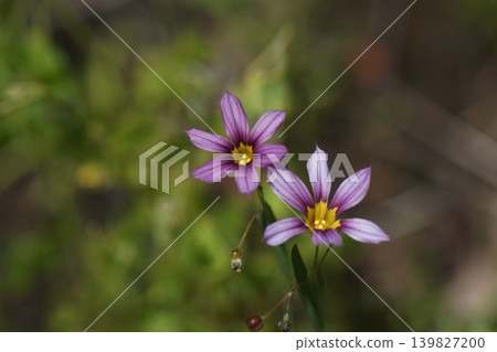 淡紫色小野花；五月，稻木453，藍眼草（Sisyrinchium angustifolium），鳶尾科，平尾 139827200