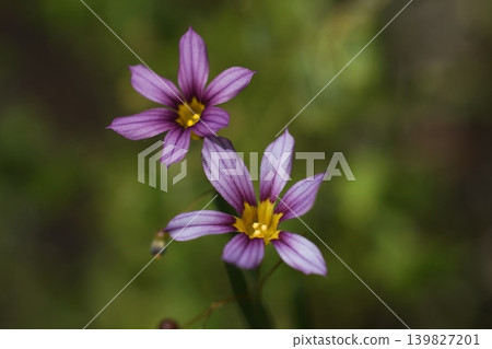 淡紫色小野花；五月，稻木454，藍眼草（Sisyrinchium angustifolium），鳶尾科，平尾 139827201