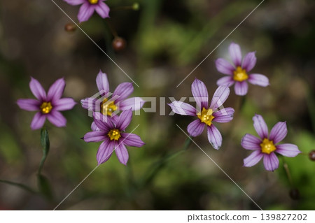 Small, pale purple wildflowers; May, Inagi 455, Blue-eyed Grass (Sisyrinchium angustifolium), Iridaceae family, Hirao 139827202