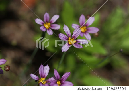 淡紫色小野花；五月，稻木457，藍眼草（Sisyrinchium angustifolium），鳶尾科，平尾 139827204