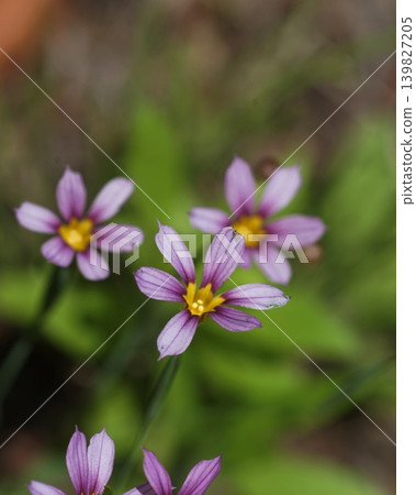 淡紫色小野花；五月，稻木458，藍眼草（Sisyrinchium angustifolium），鳶尾科，平尾 139827205