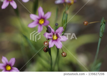 淡紫色小野花；五月，稻木459，藍眼草（Sisyrinchium angustifolium），鳶尾科，平尾 139827206