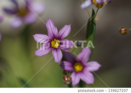 淡紫色小野花；五月，稻木460，藍眼草（Sisyrinchium angustifolium），鳶尾科，平尾 139827207