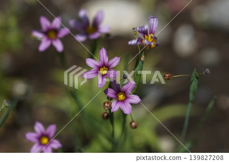 淡紫色小野花；五月，稻木461，藍眼草（Sisyrinchium angustifolium），鳶尾科，平尾 139827208