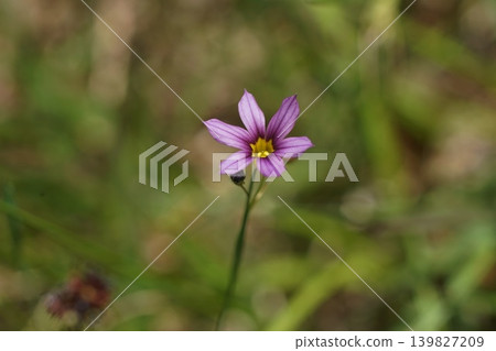 淡紫色小野花；五月，稻木462，藍眼草（Sisyrinchium angustifolium），鳶尾科，平尾 139827209
