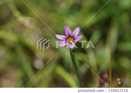 淡紫色小野花；五月，稻木463，藍眼草（Sisyrinchium angustifolium），鳶尾科，平尾 139827210