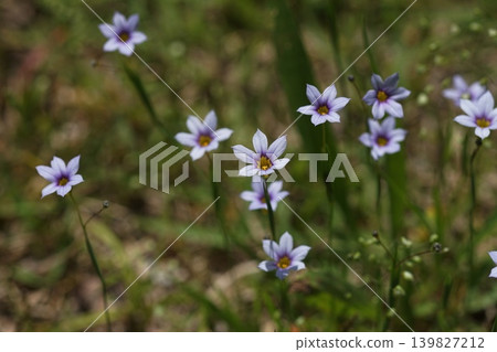 淡紫色小野花；五月，稻木465，藍眼草（Sisyrinchium angustifolium），鳶尾科，平尾 139827212