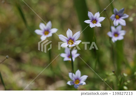 淡紫色小野花；五月，稻木466，藍眼草（Sisyrinchium angustifolium），鳶尾科，平尾 139827213