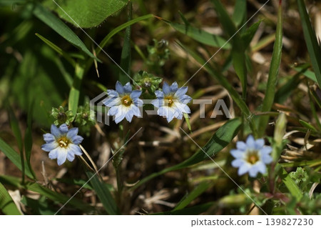 Small blue flowers blooming in the field; May, Inagi 483, Gentian family, Hirao Small blue flowers blooming in the field; May, Inagi 483, Gentian family, Hirao 139827230
