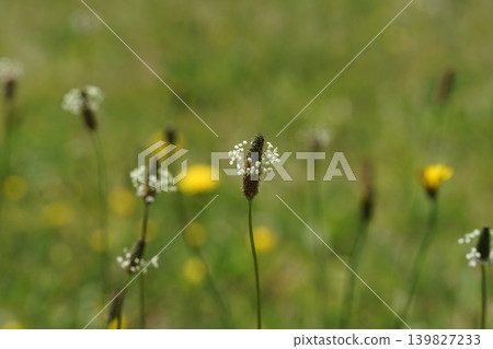 Wildflowers blooming in the fields, May, Inagi 486, Plantago lanceolata, Plantaginaceae family, Hirao Wildflowers blooming in the fields, May, Inagi 486, Plantago lanceolata, Plantaginaceae family, Hirao 139827233