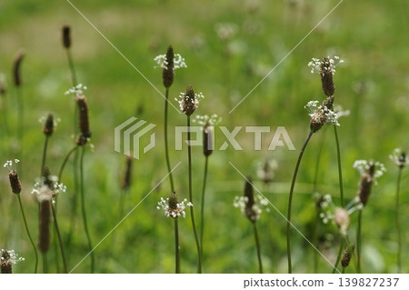 Wildflowers blooming in the fields, May, Inagi 490, Plantago lanceolata, Plantaginaceae family, Hirao Wildflowers blooming in the fields, May, Inagi 490, Plantago lanceolata, Plantaginaceae family, Hirao 139827237