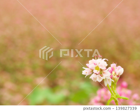 漂亮的花 139827339