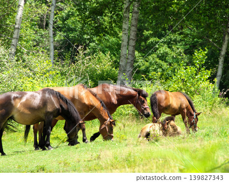 Prairie horse Prairie horse 139827343