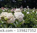 金代植物園牡丹園 139827352