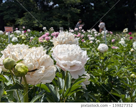 金代植物園牡丹園 139827352