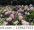 金代植物園牡丹園 139827353