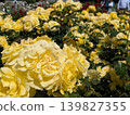金代植物園的玫瑰（著名的玫瑰園） 139827355