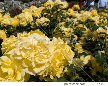 金代植物園的玫瑰(著名的玫瑰園) 金代植物園的玫瑰(著名的玫瑰園) 139827355