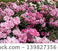 金代植物園的玫瑰（著名的玫瑰園） 139827356