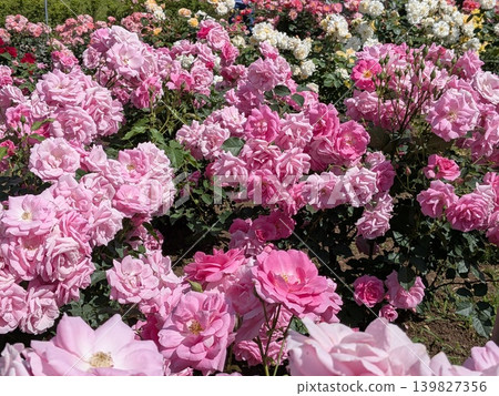 Roses at Jindai Botanical Garden (a famous spot for roses) Roses at Jindai Botanical Garden (a famous spot for roses) 139827356