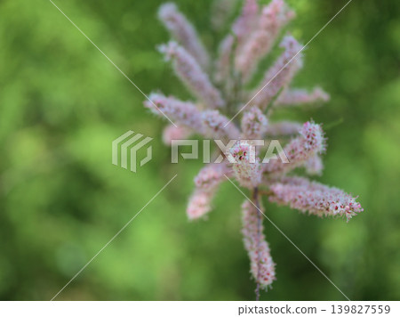 The delicate, small pink tamarisk flowers that bloomed in May. The delicate, small pink tamarisk flowers that bloomed in May. 139827559