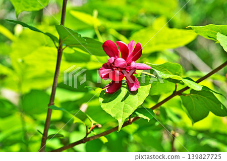 Red calycanthus heartledge wine flowers (spring, May) 139827725