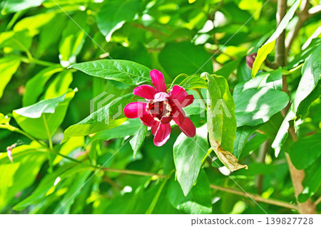 紅金盞心酒花(春季、五月) 紅金盞心酒花(春季、五月) 139827728