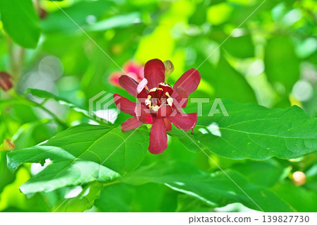 紅金盞心酒花(春季、五月) 紅金盞心酒花(春季、五月) 139827730