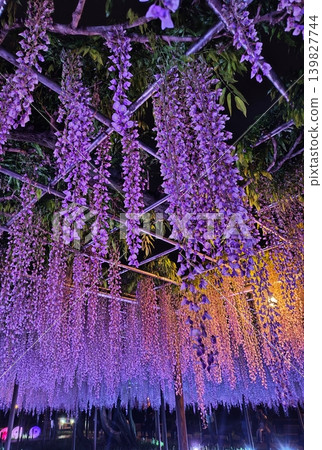 A magical night view of a wisteria trellis illuminated by lights. 139827744