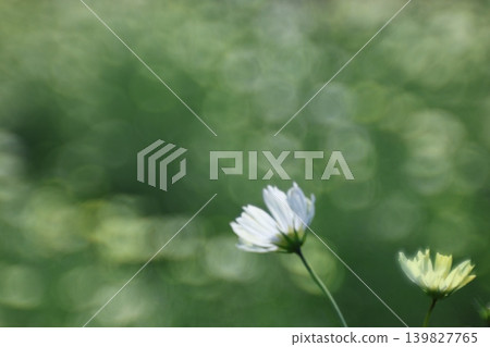 Scenery with cosmos Scenery with cosmos 139827765
