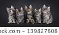 Multiple kittens on black background 139827808