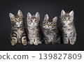 Multiple kittens on black background 139827809