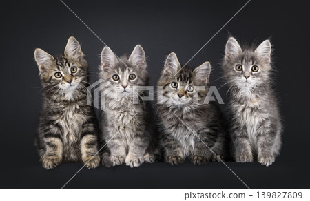 Multiple kittens on black background Multiple kittens on black background 139827809