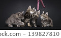 Multiple kittens on black background 139827810