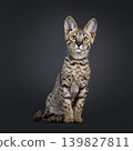 Brown spotted cat on black background 139827811